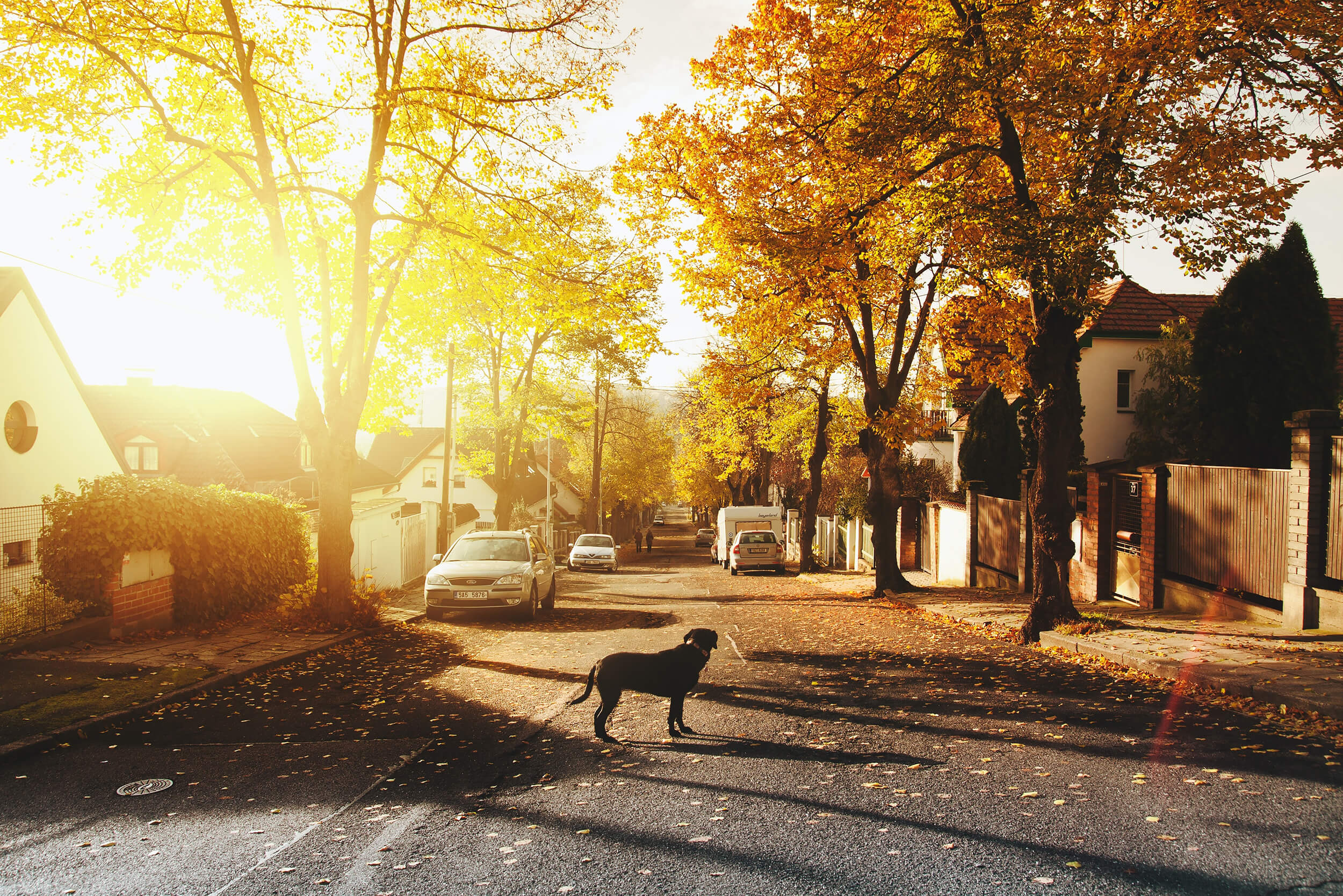 dog on a neighbohood street at sunset.