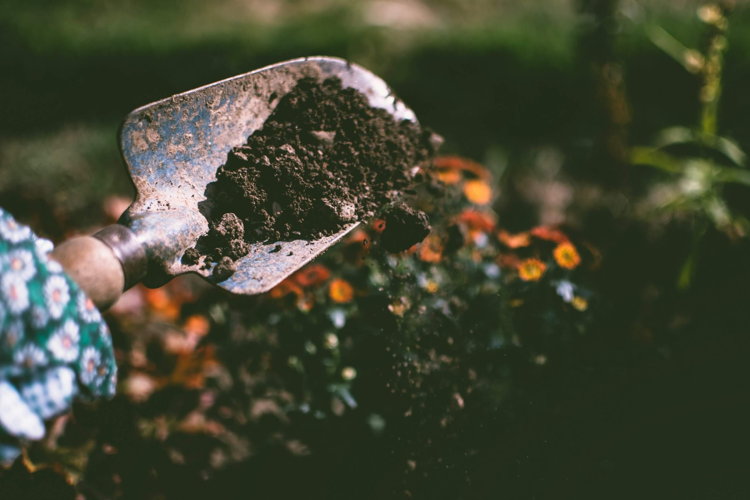 A person holds soils in a shovel